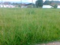 Matagal